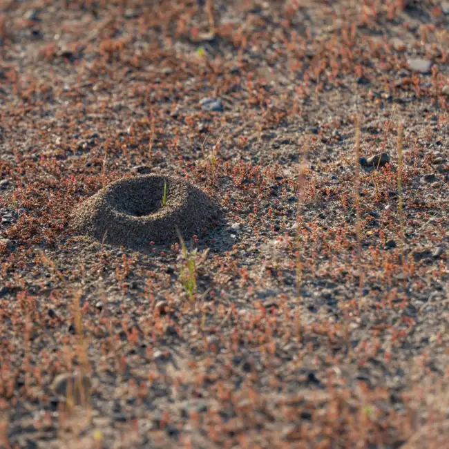 One Little Thought Can Turn Into An Ant Mound In Your Mind | Morning Motivator