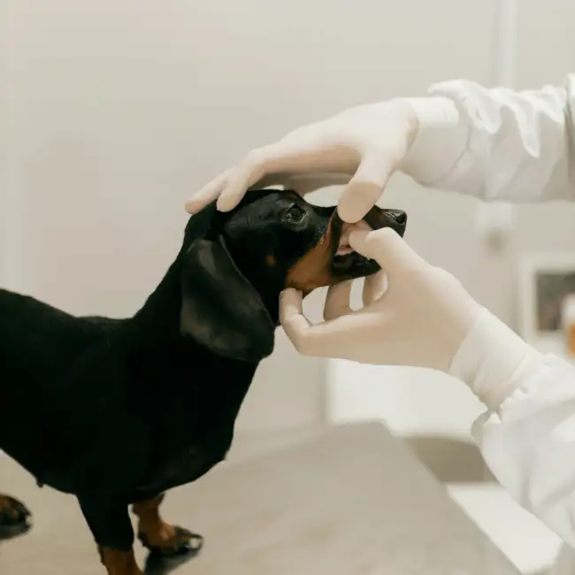 A Texas Veterinarian's Way Of Giving Back