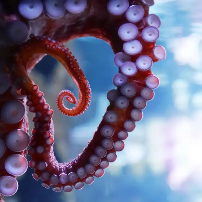 How Can You Not Believe in God When Octopuses Dream… | Morning Motivator